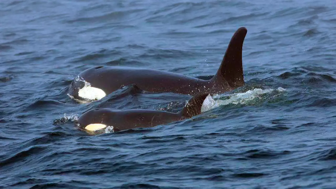 Endangered Southern Resident killer whales facing potential skin disease threat, study rev