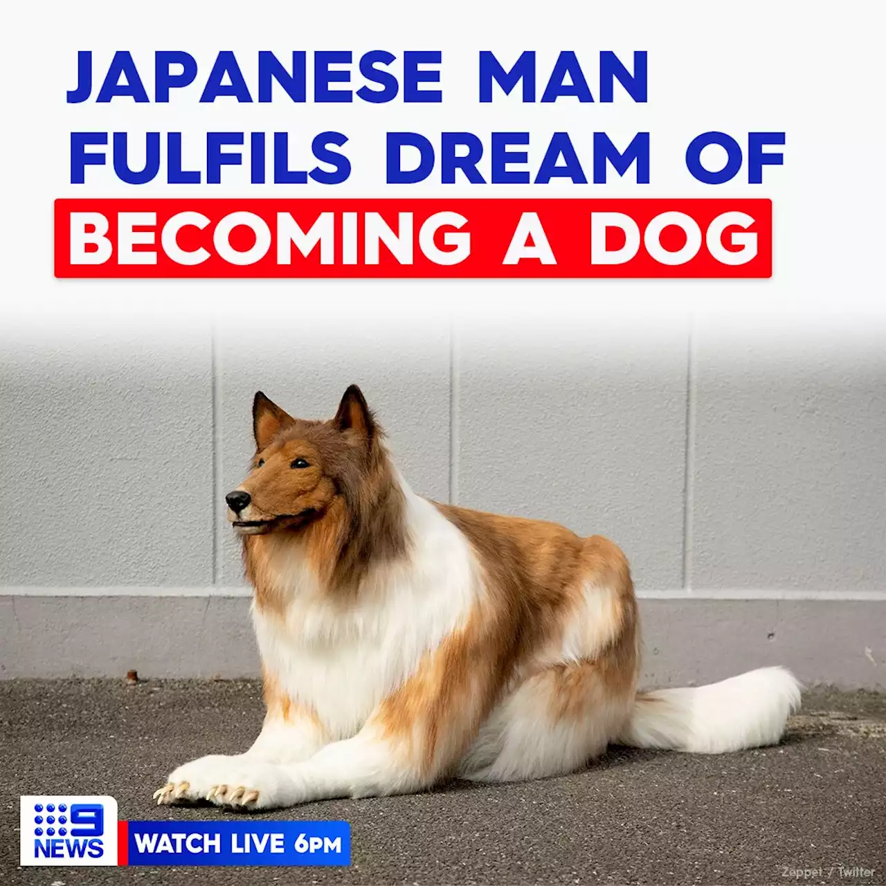 Japanese man spends $21,000 to fulfill childhood dream of 'becoming a dog'