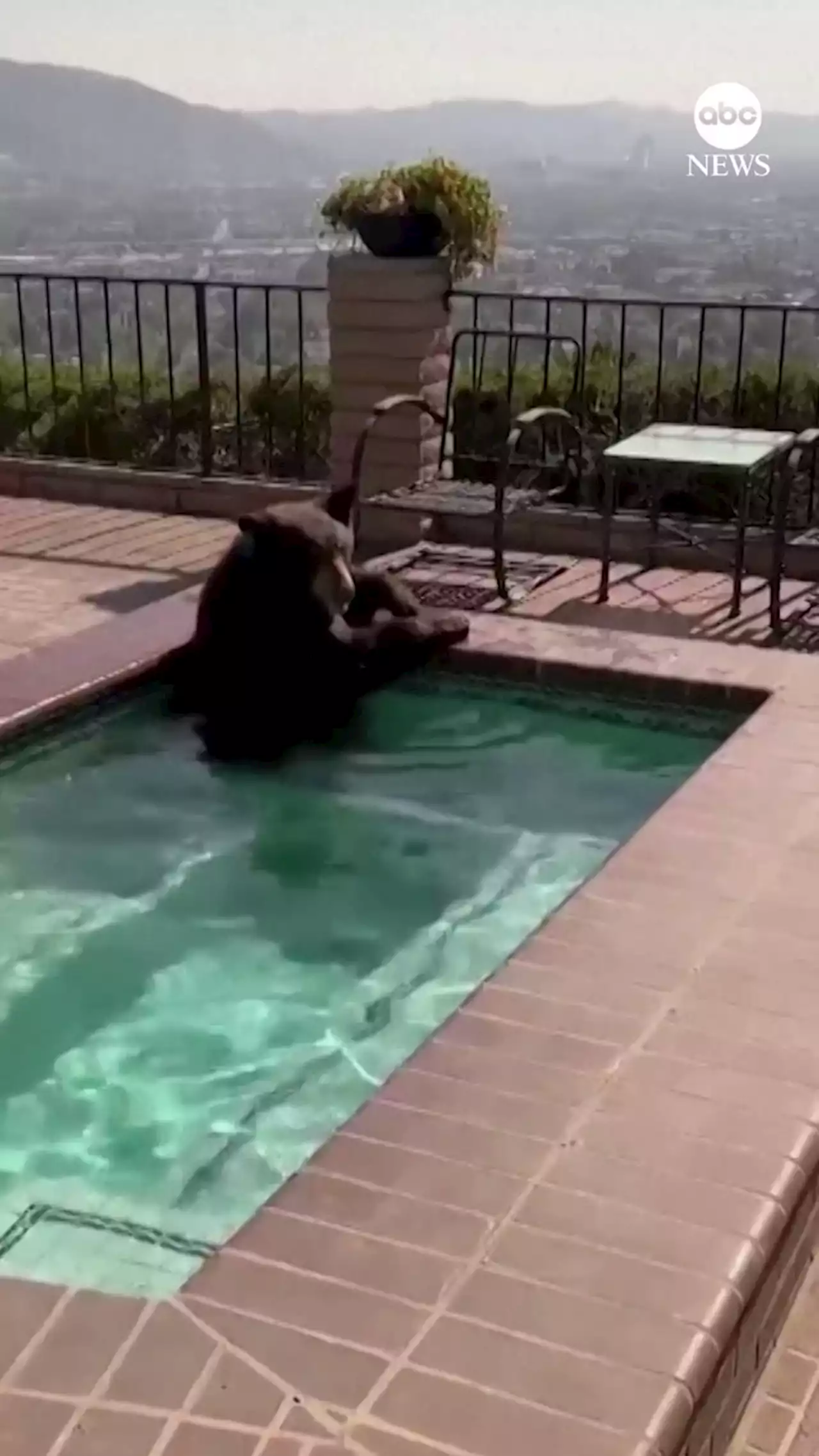 In summer heat, bear spotted in Southern California backyard Jacuzzi