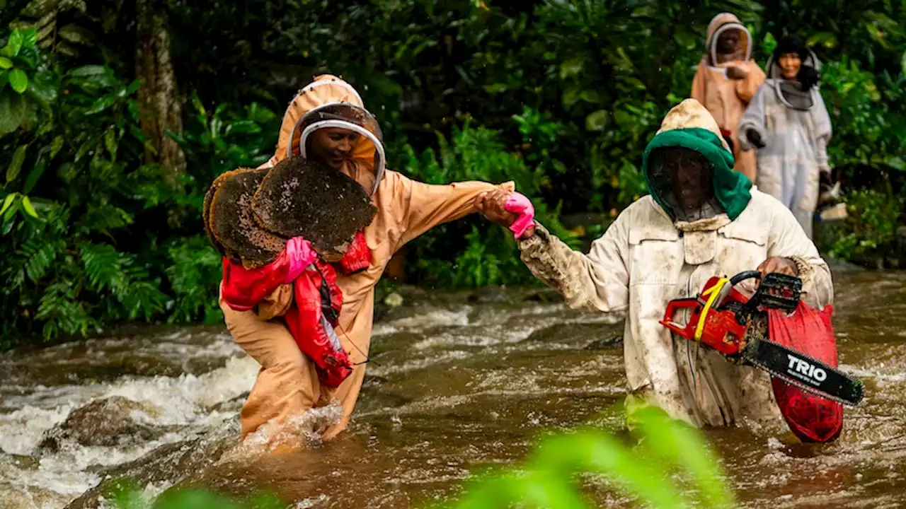 Australian bee experts lead biosecurity efforts in Fiji against varroa mite, killer pests