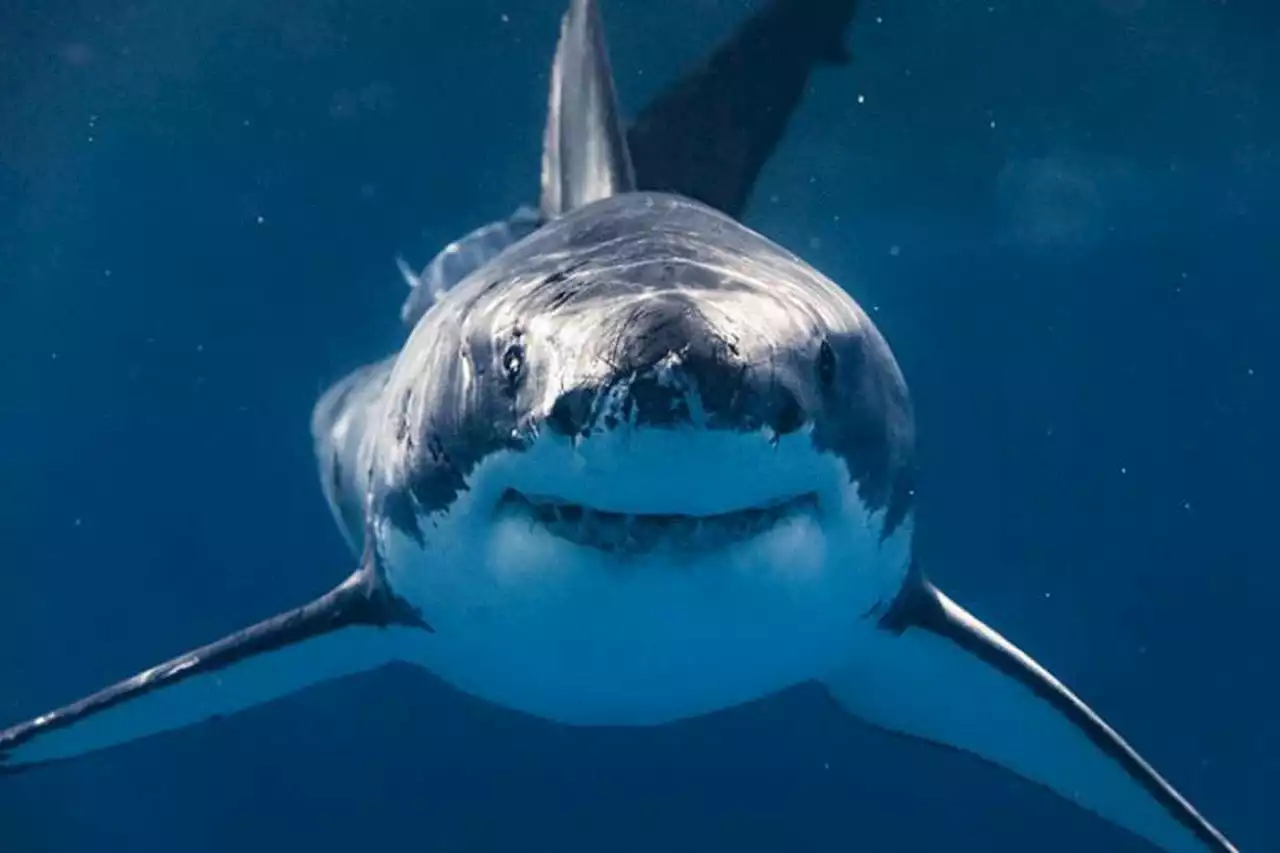 Are sharks eating cocaine floating in Gulf of Mexico? Scientists say it’s possible