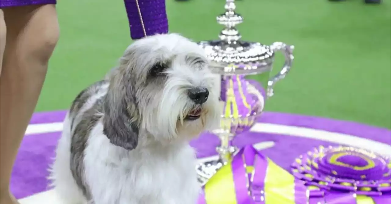 2024 Westminster Kennel Club Dog Show Dates Set; 2023 Winner Images