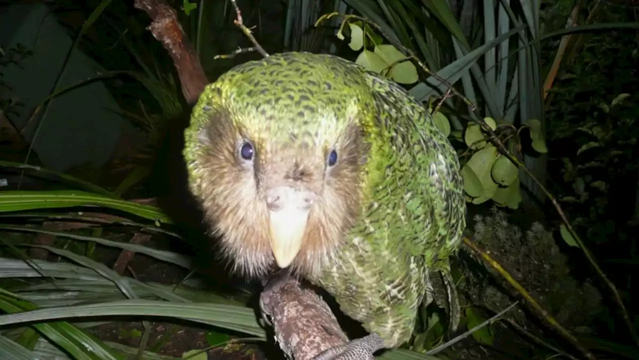 Extinct birds on the ballot for New Zealand's avian beauty contest