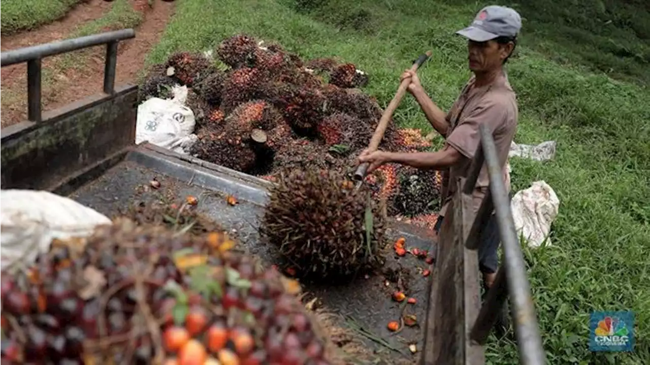 Empat Hari Turun, Harga CPO Pekan Ini Berakhir di Zona Merah!