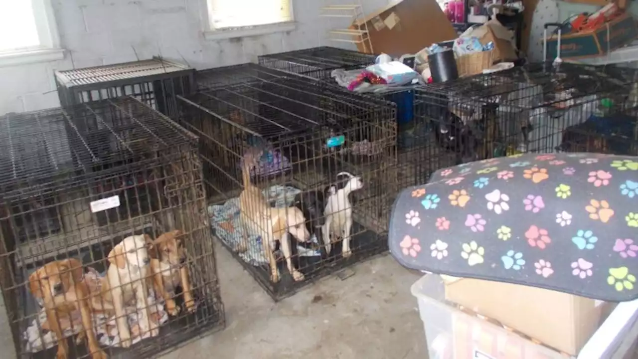 At least 30 dead and more than 90 malnourished dogs discovered at Ohio animal rescue | CNN