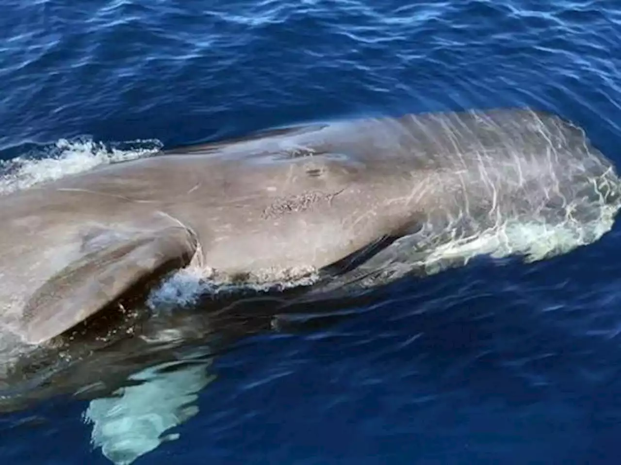 Capodoglio di 12 metri si è spiaggiato ed è morto a Varazze, in Liguria