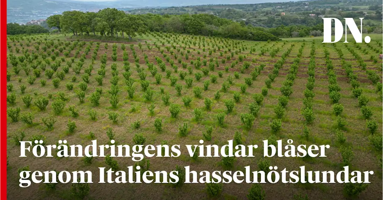 Förändringens vindar blåser genom Italiens hasselnötslundar