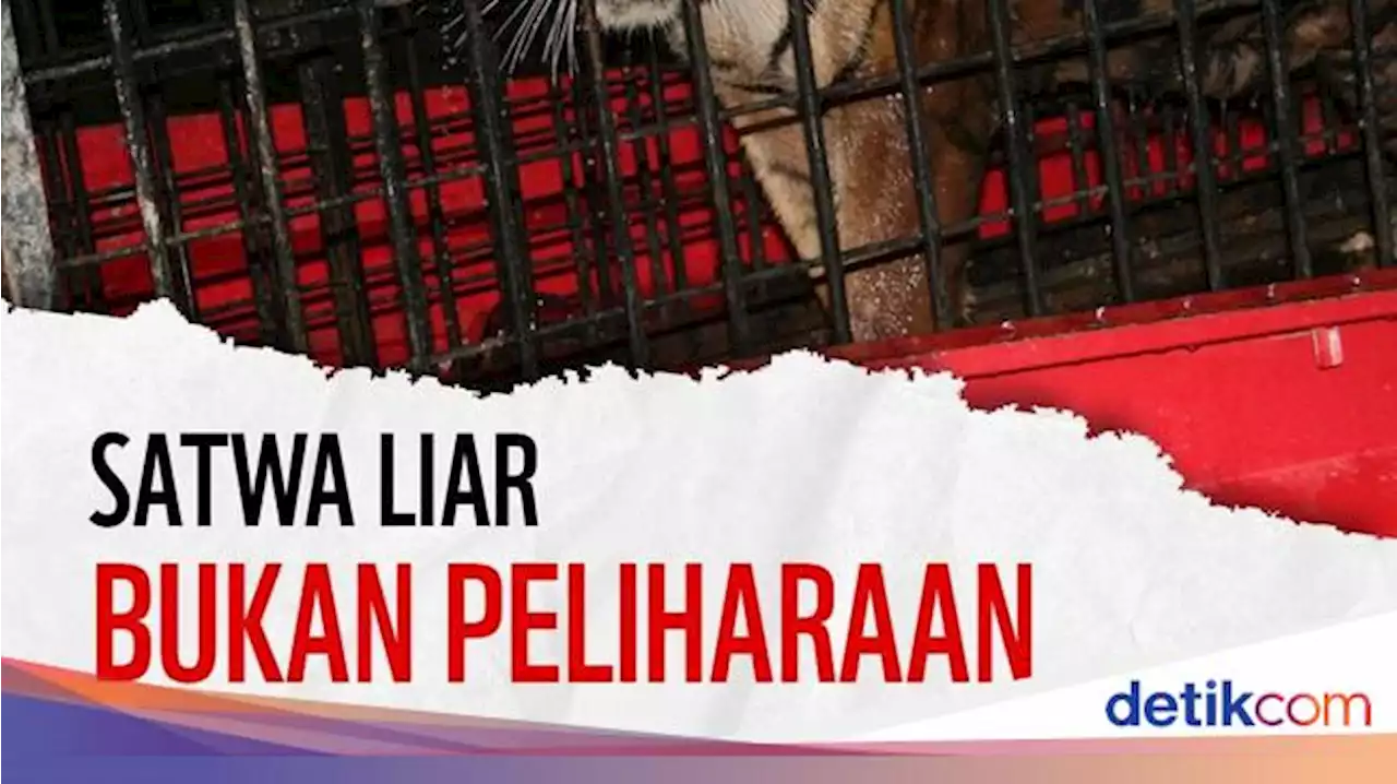 Kecam Harimau Alshad Ahmad Mati, WWF: Satwa Liar Bukan Peliharaan!