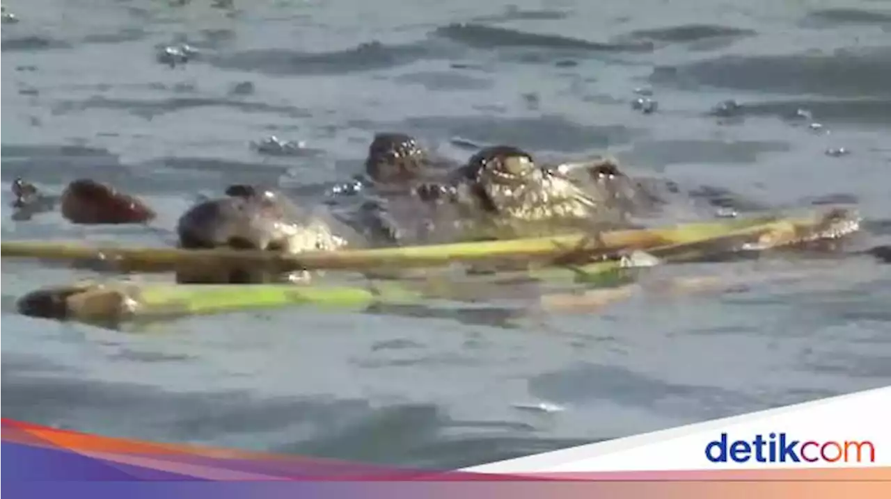 Pria di Tolitoli Diterkam Buaya saat Cari Ikan di Pantai, Kaki Korban Robek