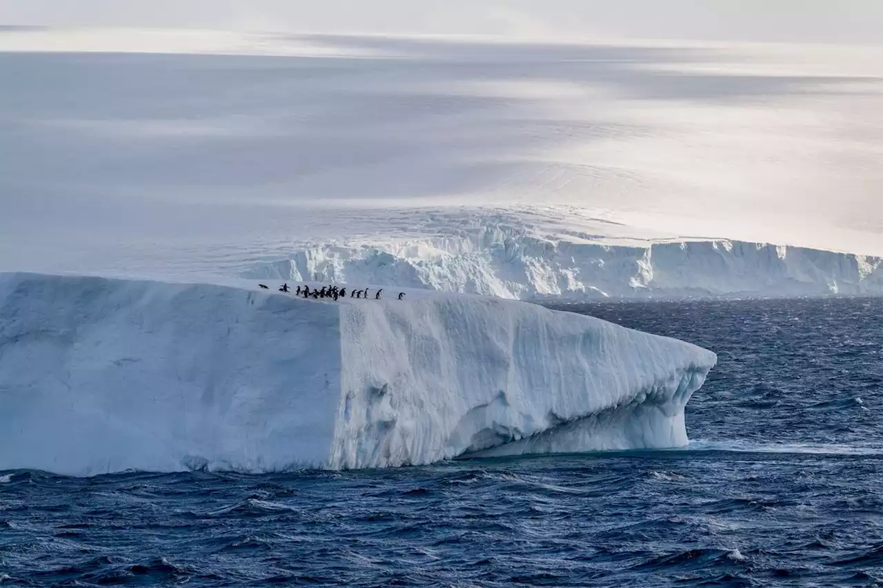 Scientists Are Worried About Antarctica’s Unprecedented Lack of Sea Ice Growth