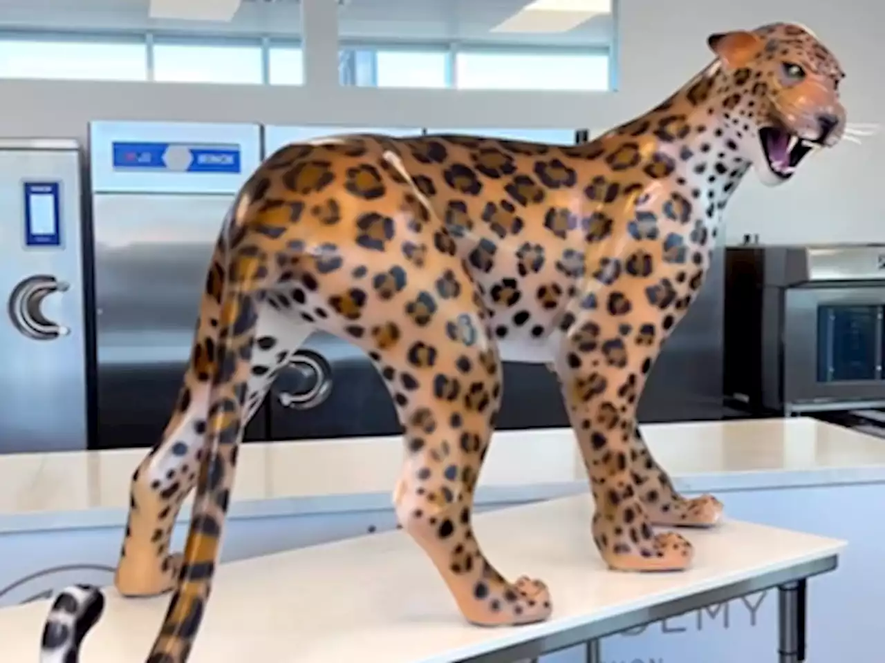 Would you eat a life-sized chocolate leopard?