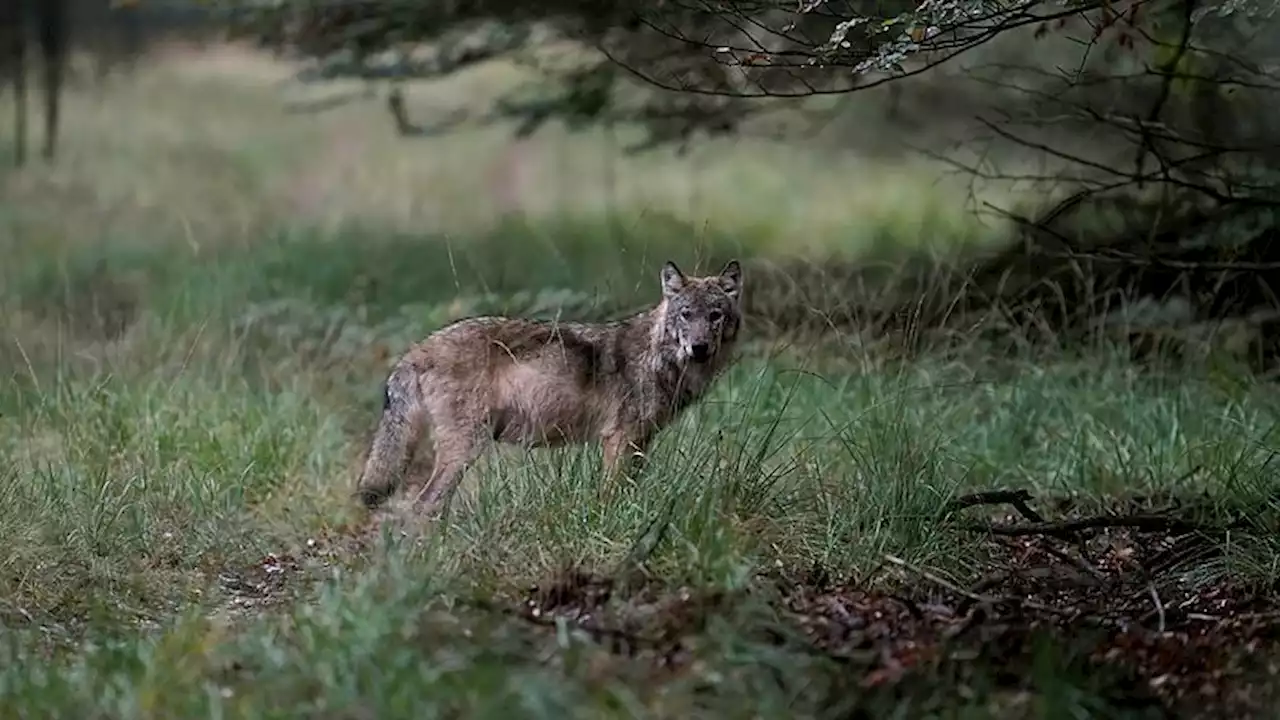 Wolven spotten 'is fascinerend', maar experts waarschuwen: 'Wolven hebben recht op beschermd leefgebied'