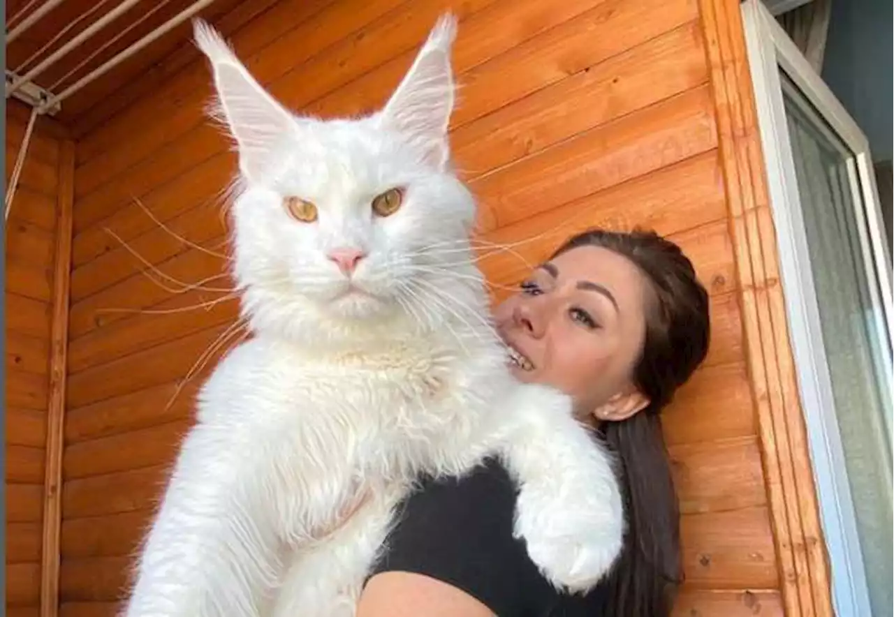 Kéfir el gato que sorprende en redes por su gran tamaño