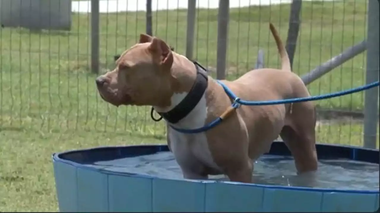 Harris County shelter pets have 'pool paw-ty' to fight Houston heat