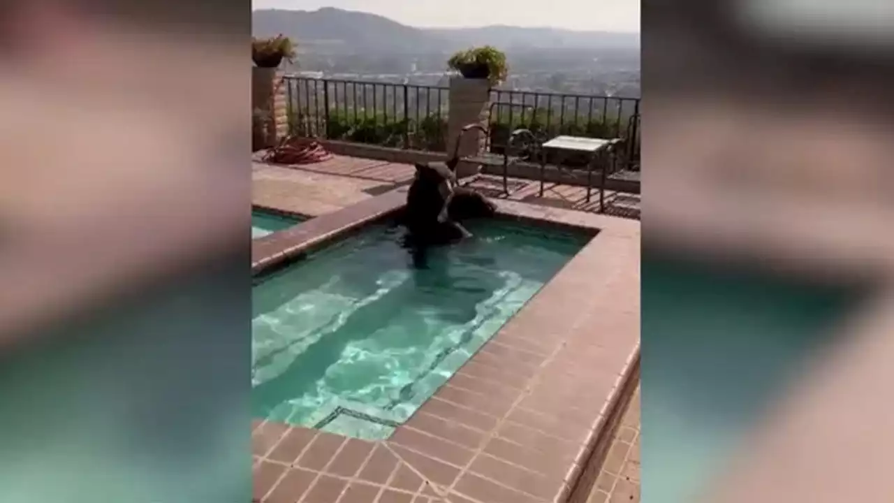 Bear caught in California homeowner's pool trying to 'beat the heat': 'I don't blame him'