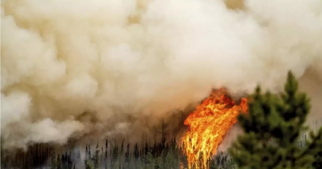 Firefighter killed in line of duty in Prince George Fire Centre region: BC Wildfire Service | Globalnews.ca