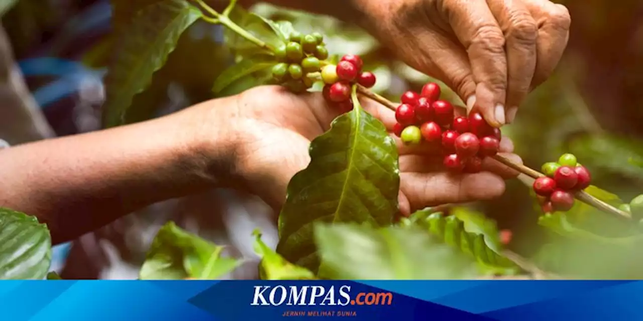 Menyimak Pengolahan Buah Kopi Hasil Panen dari Petani Kopi Puntang