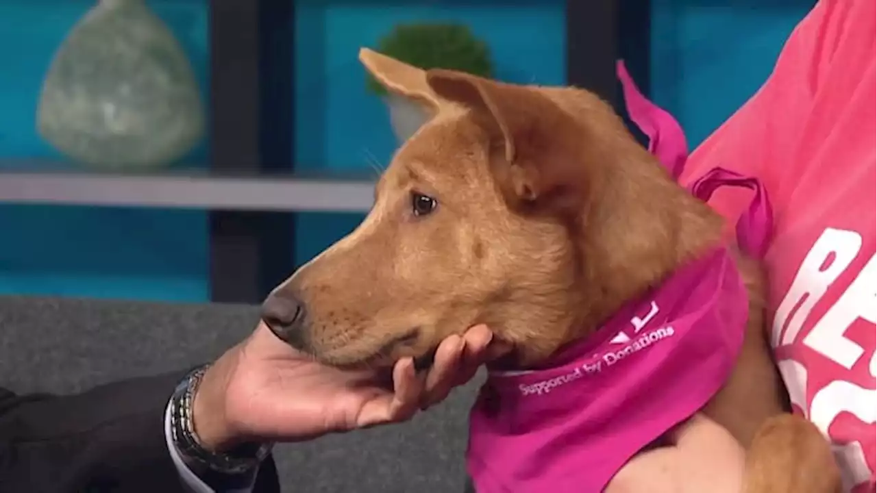 KPRC 2 Pet Project: Meet Horse, the pup who is racing to find a new home