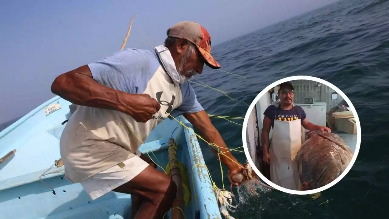 Capuran impresionante pez cherna de más de 100 kilos, en laguna al sur de Veracruz