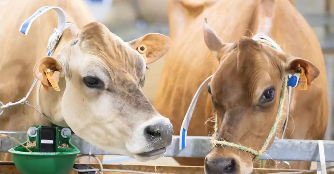 Foire agricole de Libramont: Sur le champ, rien ne se perd, pas même l'urine