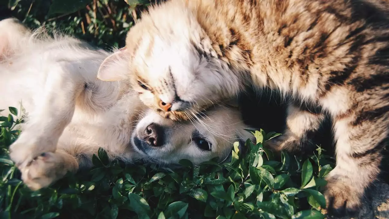 Cuma Mengelus Kucing atau Anjing 10 Menit, Ampuh Usir Stres