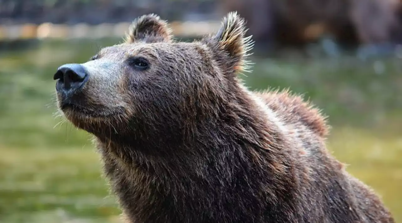 Trentino, un'orsa con cucciolo insegue due cacciatori: un ferito