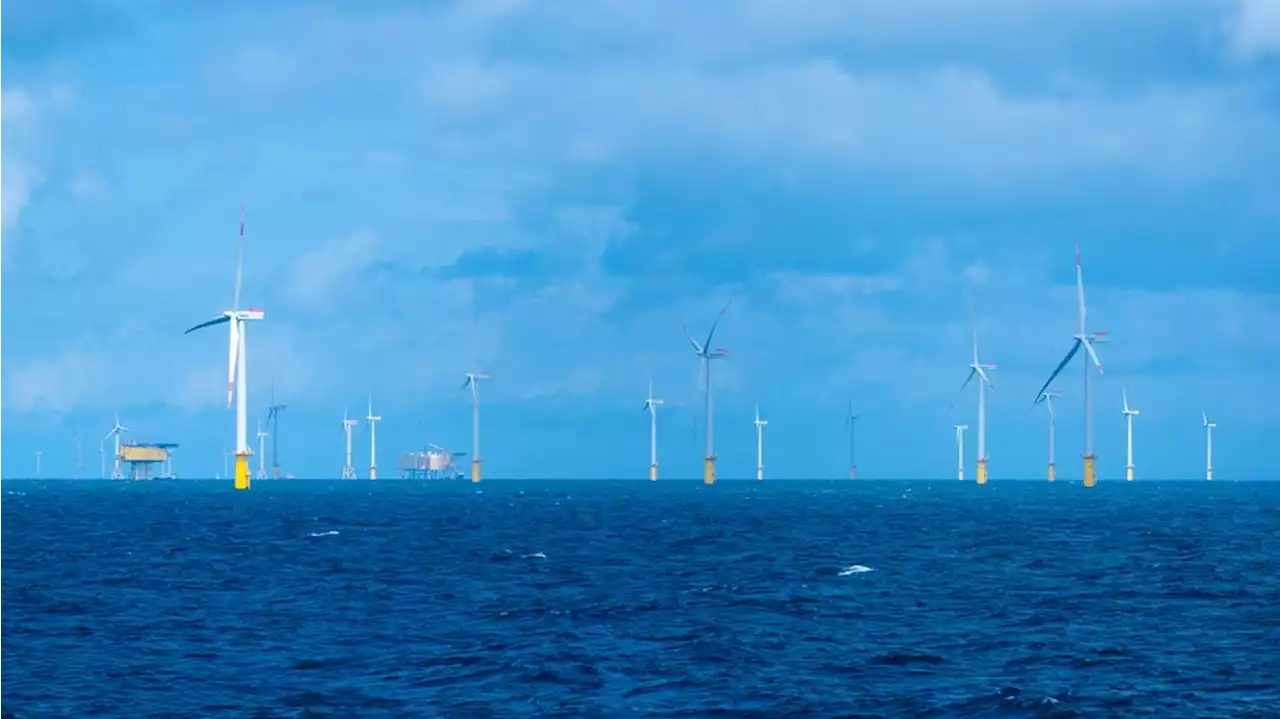 Studie: Offshore-Windparks gefährden Schweinswal-Population