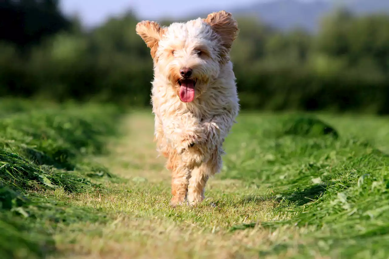 Cockapoos are a ‘perfect storm’ of energy and mischief