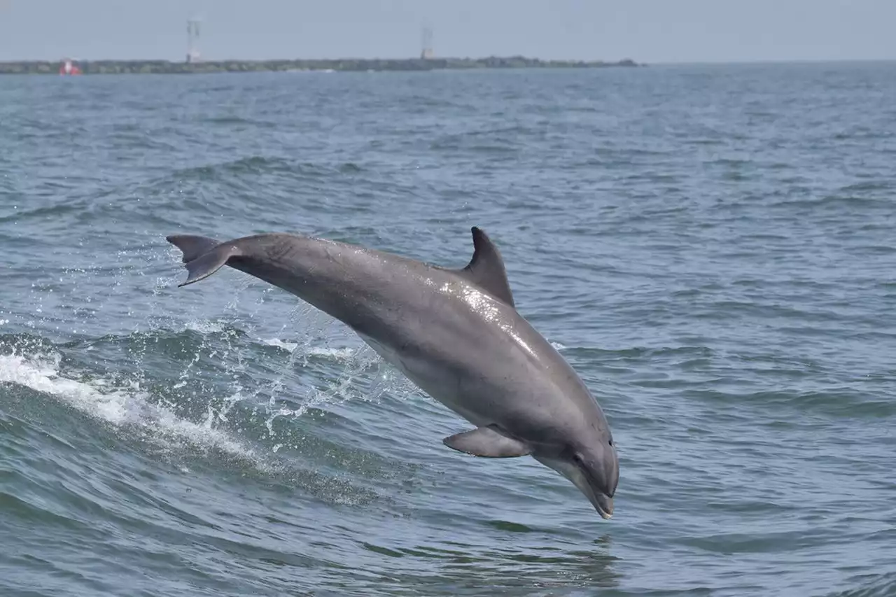 Take a deep dive into Jersey Shore's delightful dolphin population