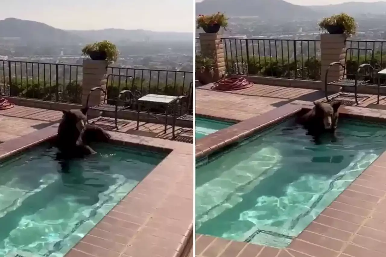 Bear beats scorching California heat by taking dip in pool