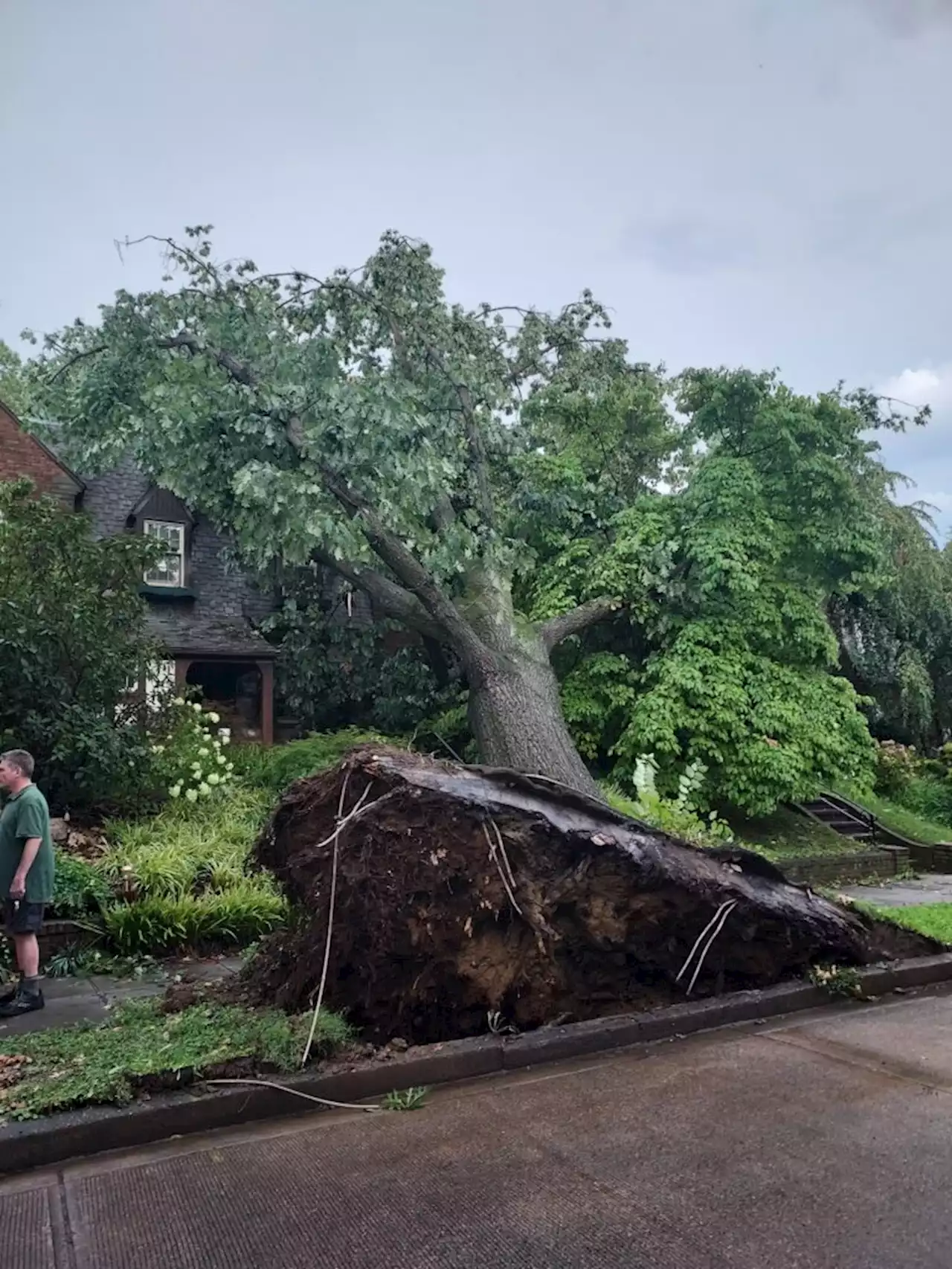 So Many Trees Down - PoPville