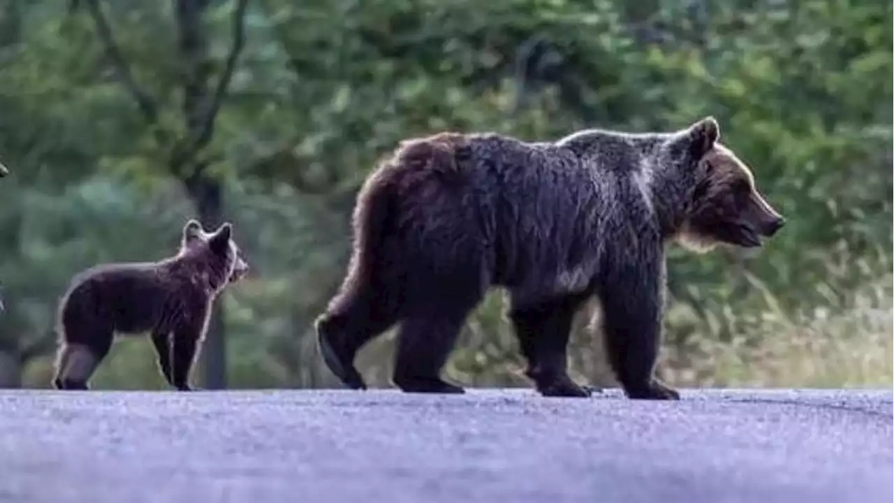 Trentino, due cacciatori inseguiti da un'orsa con cucciolo: uno si ferisce durante la fuga