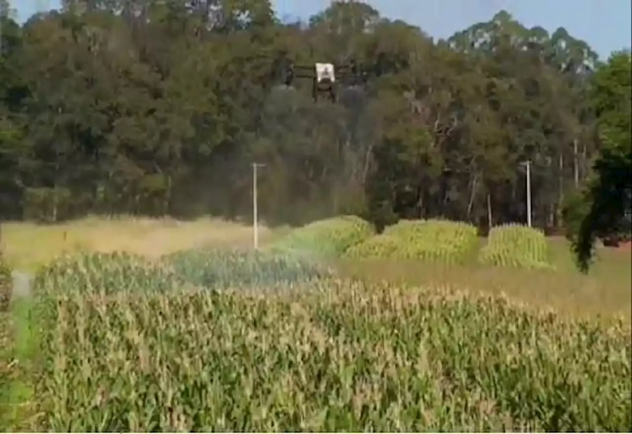 Uso de drones aumenta no Brasil e chega à agricultura - SBT News