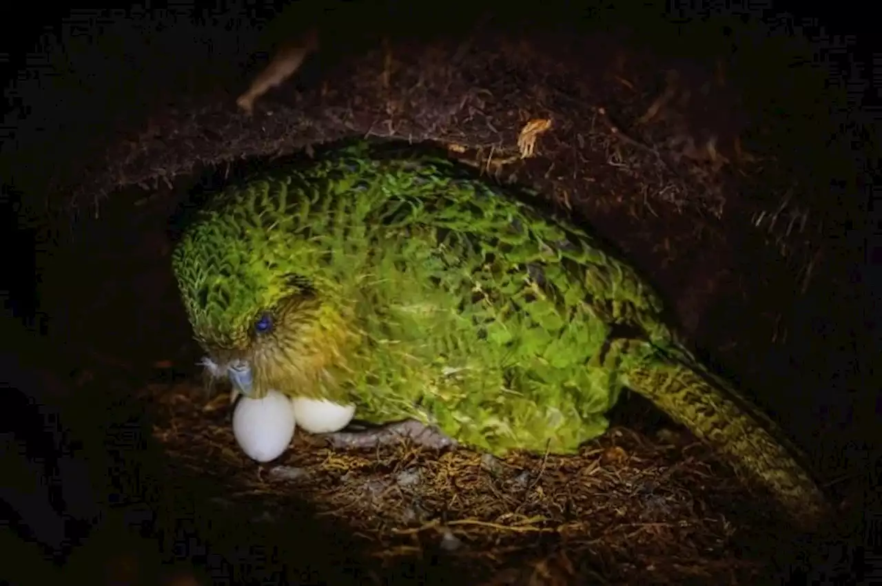 Extinct birds on the ballot for New Zealand's avian beauty contest