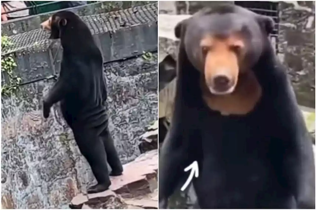 Chinese zoo denies allegations star attraction is a man in a sun bear costume