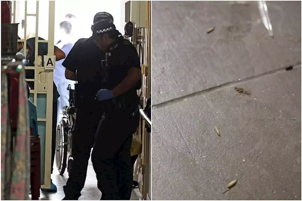 Woman found dead, with her unconscious husband, among maggots in Henderson Road flat