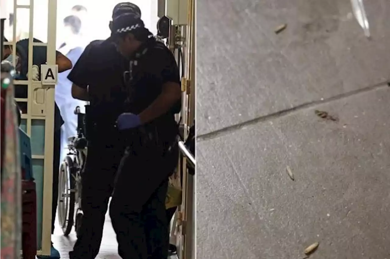 Woman found dead, with her unconscious husband, among maggots in Henderson Road flat