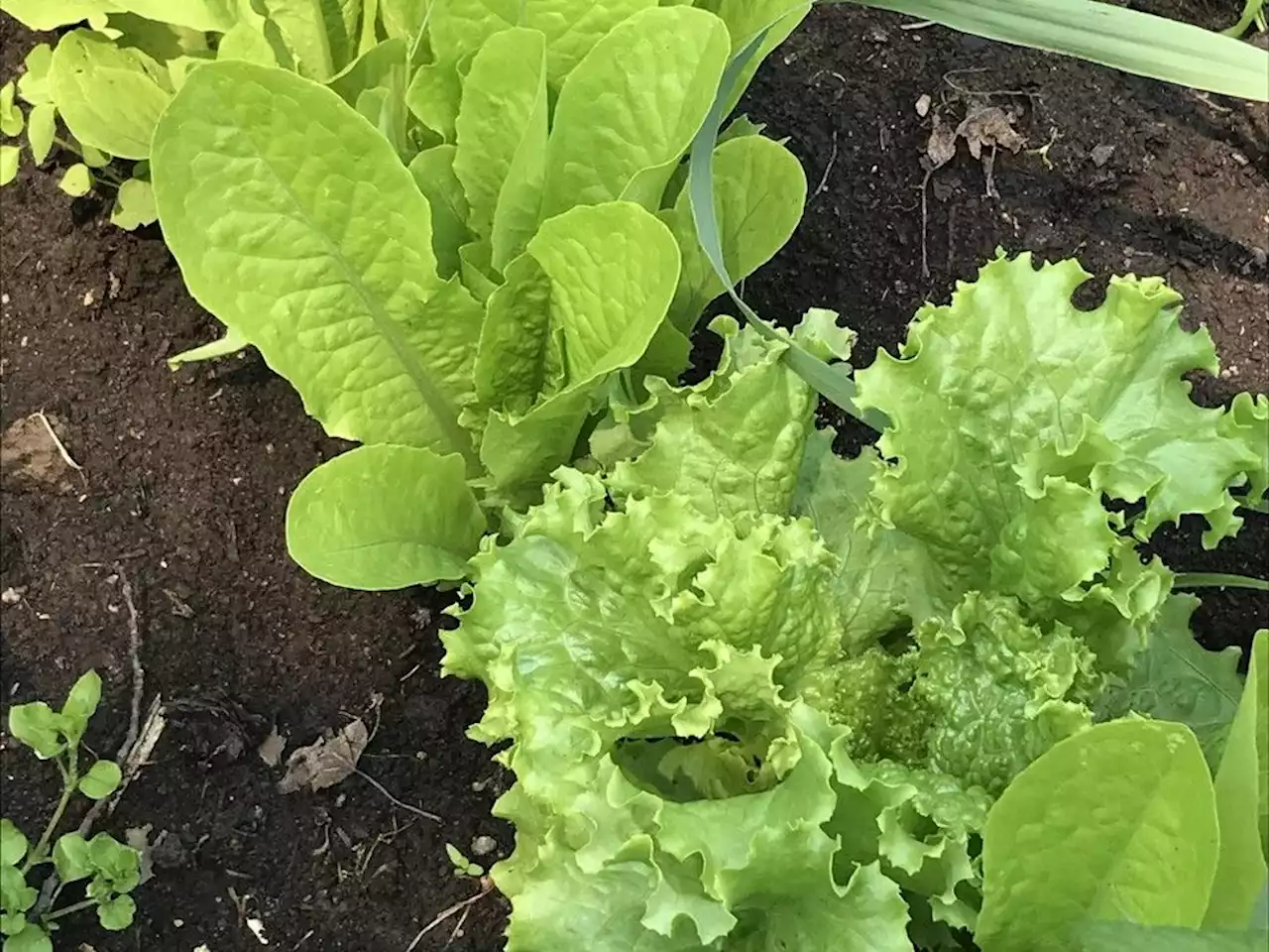 Prairie gardeners still have time to plant new lettuce crops in August