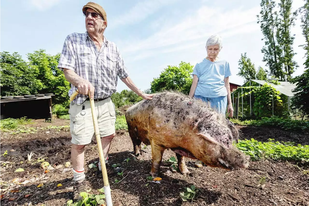 Lochside pig euthanized by owners