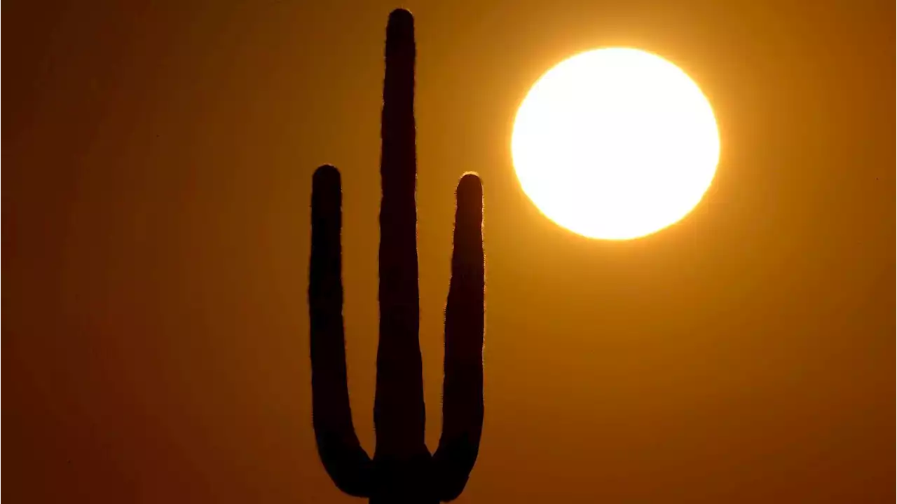 Some saguaros dying at unusual rates after 2020's record heat