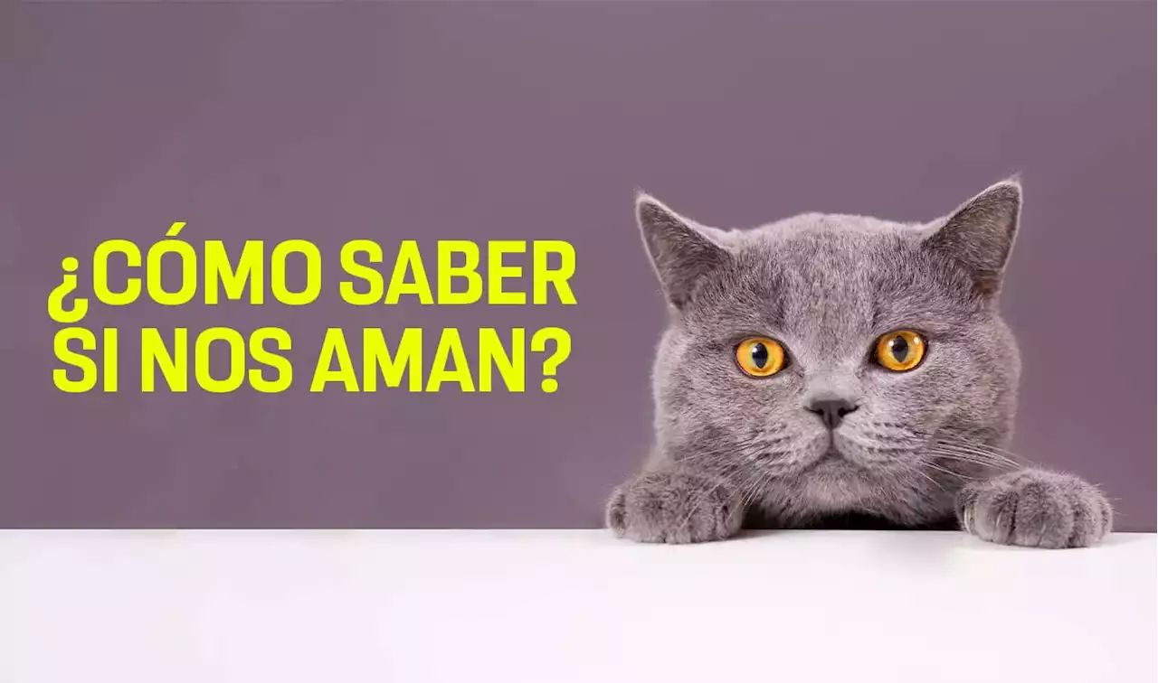 Cuatro formas en las que tu gato te muestra su cariño - UNAM Global