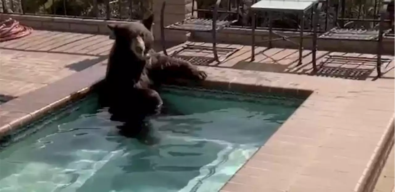 Urso é flagrado em piscina na Califórnia em dia de calor intenso