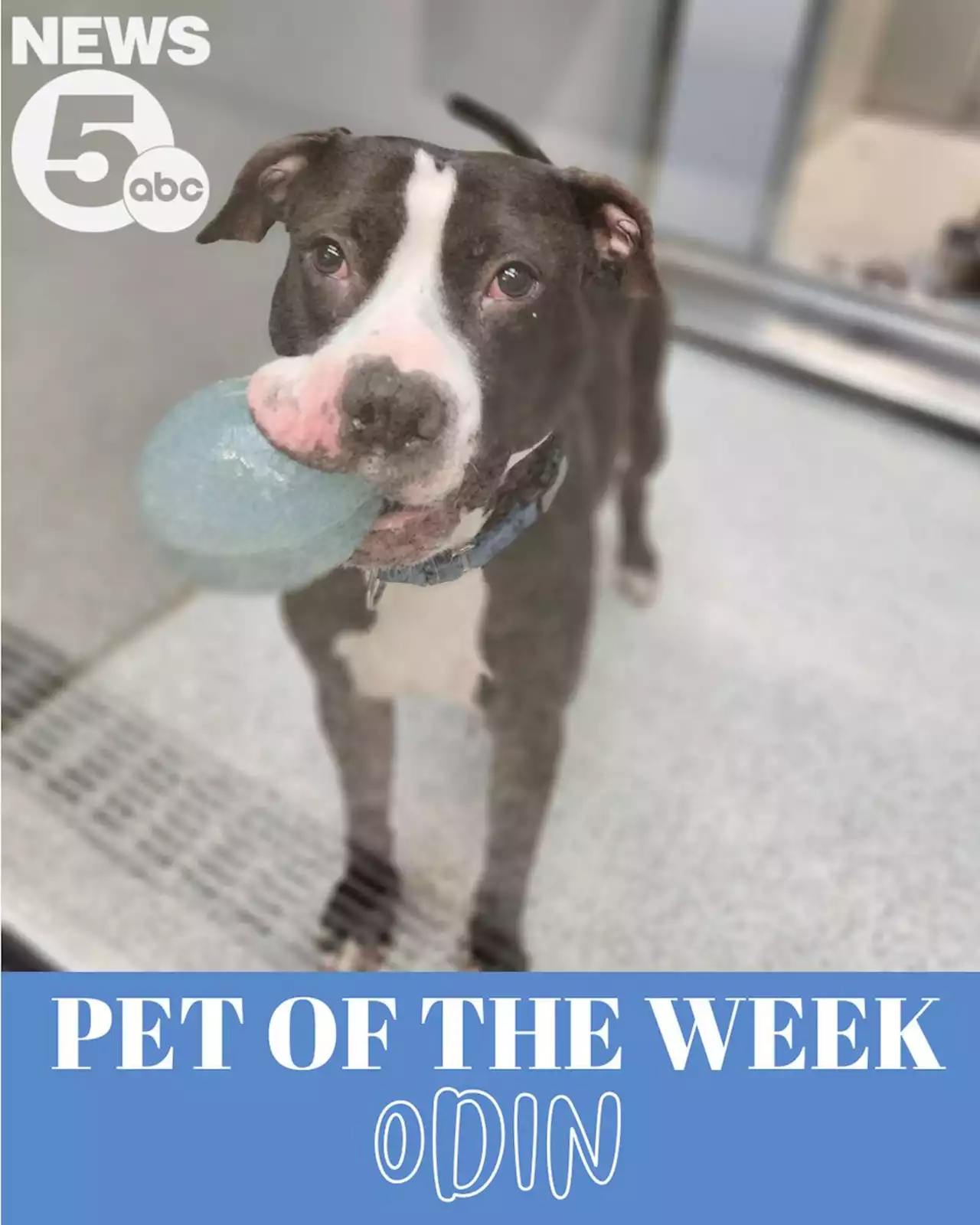 Odin is Cleveland Animal Protective League's Pet of the Week