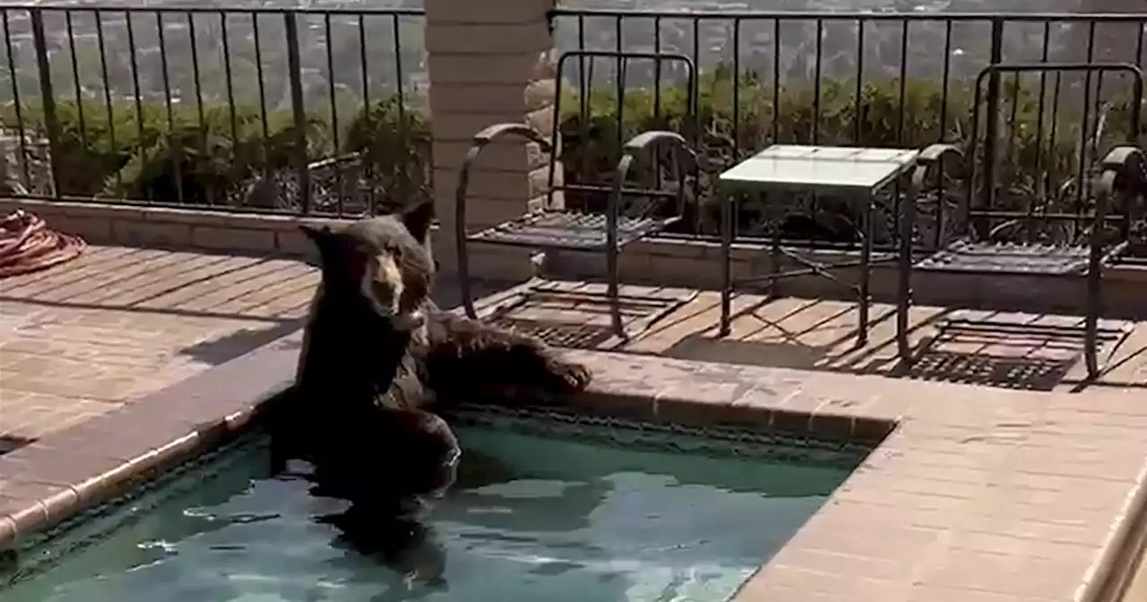 In summer heat, bear spotted in Southern California backyard Jacuzzi