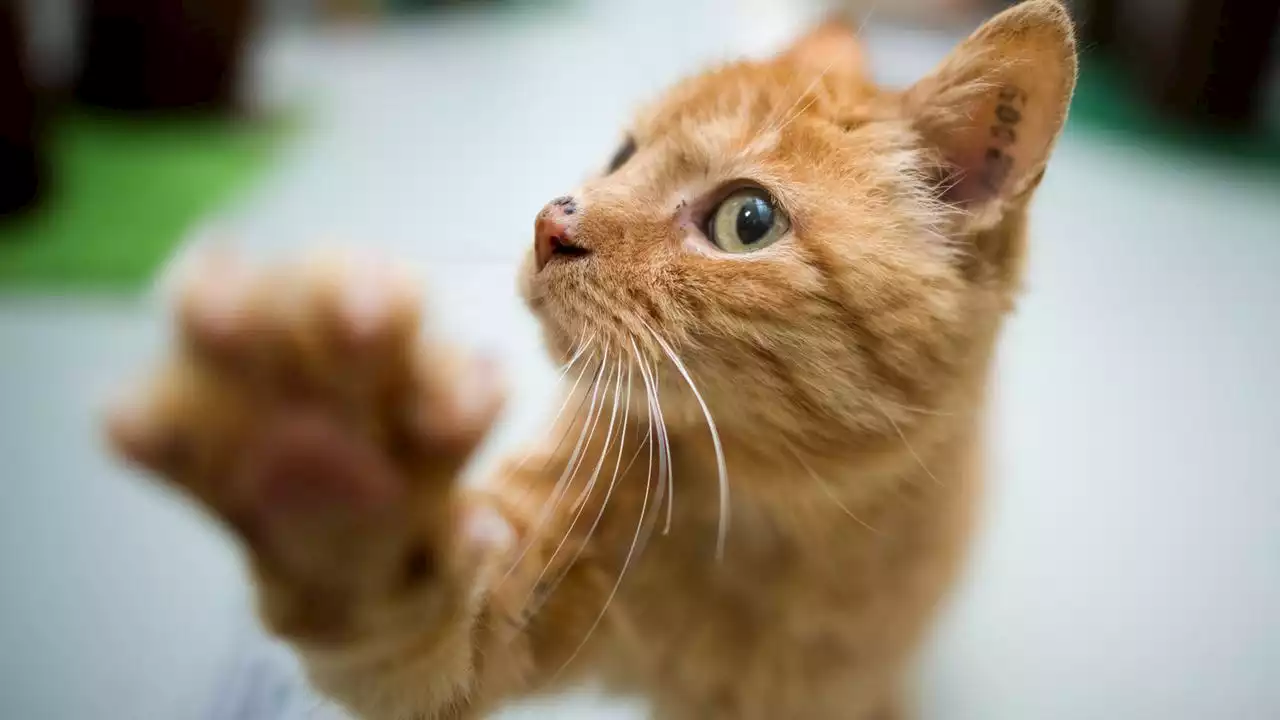 Katzen-Hausarrest in Walldorf: Amt prüft vorzeitiges Ende