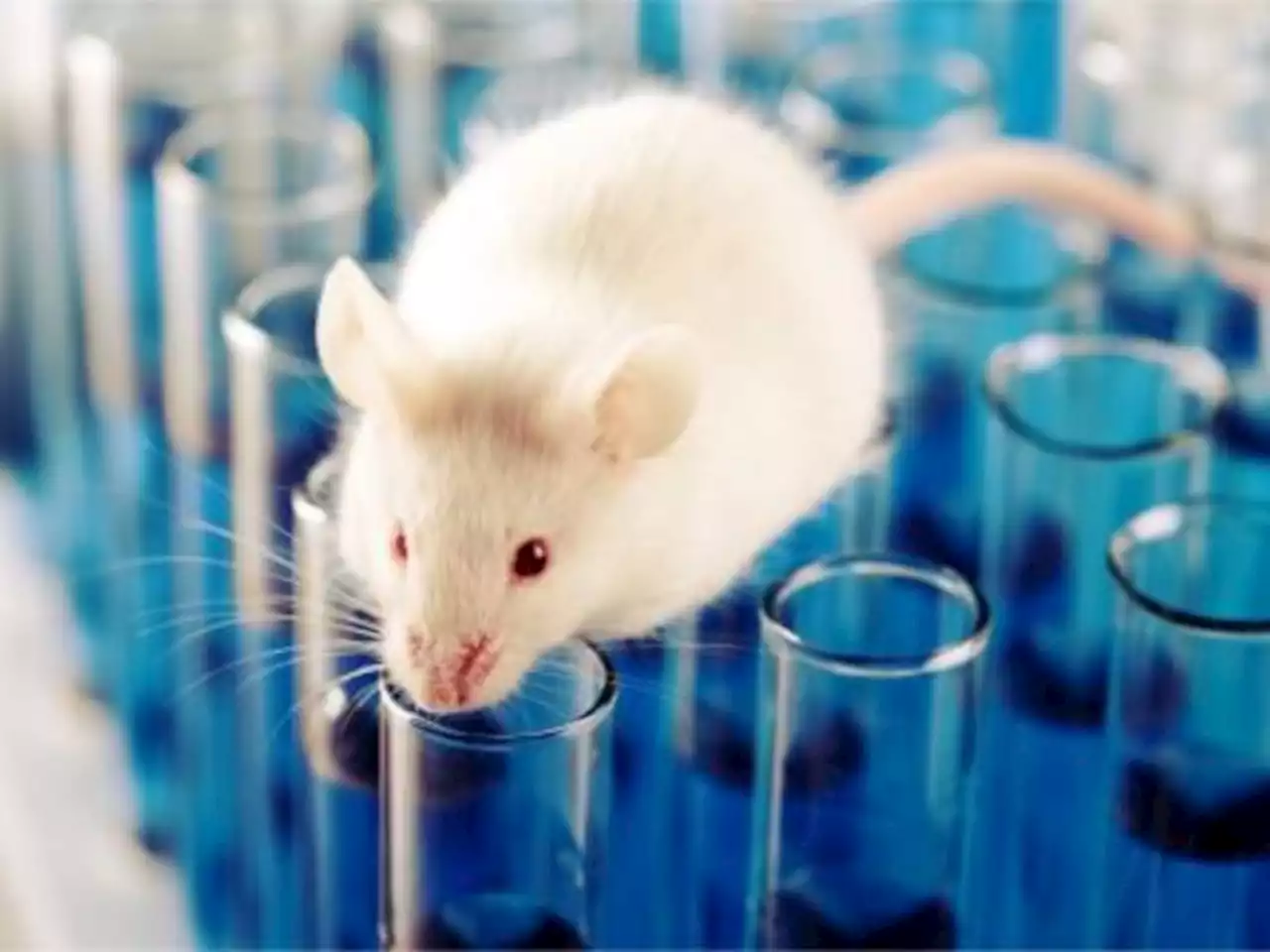 California Officials Uncover Dodgy Lab Filled With Infectious...