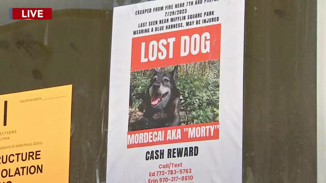 Man searches for beloved lost dog after fire erupts in South Philadelphia rowhome