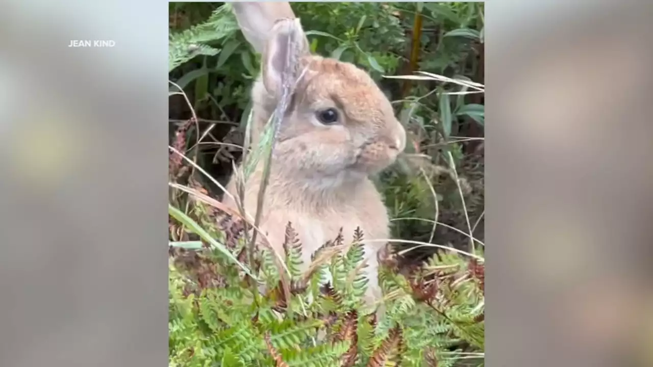 Rabbit crisis: SF animal shelter asking for adoptions as bunny dumping in parks explodes