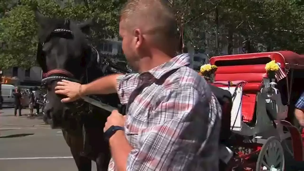 Central Park carriage horses to get royal treatment from former Buckingham Palace expert coachman