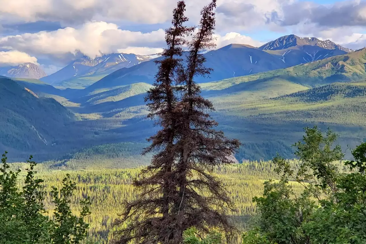 Spruce beetles’ expansion into Denali poses questions about future changes in the forest